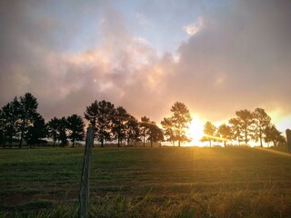 Naklejka premium sunrise in the forest