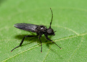 Fototapeta na wymiar A close-up view of a black fly walking on a tree leaf