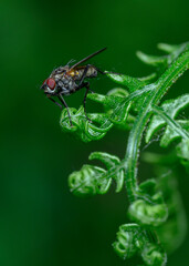 Close up view of a fly on a budding fern branch