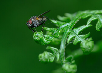 Close up view of a fly on a budding fern branch