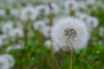 Obraz premium Common dandelion Taraxacum officinale faded flowers looks like snow ball, ripe cypselae fruits