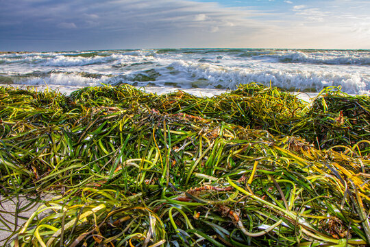 Seegras am Strand