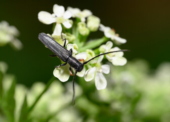 Black forest beetle on white flowers of a forest tree