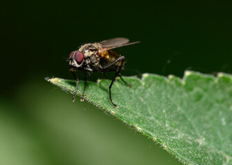 A close-up view of a fly sitting on a tree leaf