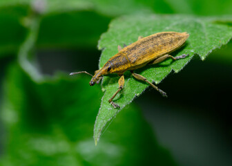 A weevil beetle (lat: Curculionidae) on a tree leaf in the forest