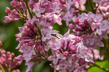 A branch of lilac lilac on a background of green leaves. Spring