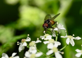 A close-up view of a fly collecting pollen from forest flowers