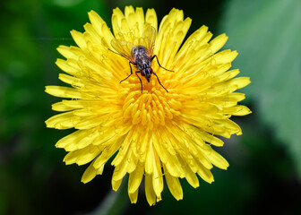 A close-up view of a fly sitting on a dandelion flower