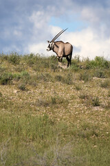 Gemsbok or South African Oryx in the Kgalagadi