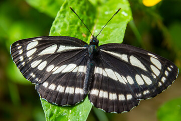 Pallas sailer or common glider butterfly, Neptis sappho, guarding its territory