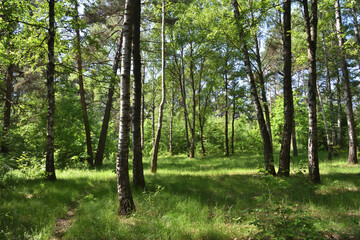 Forest park lit by bright summer sun. Trees, bushes and light blue sky. Fresh and clean forest air