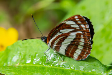 Pallas sailer or common glider butterfly, Neptis sappho, guarding its territory