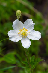 Obraz premium Fading white flower of snowdrop anemone, Anemone sylvestris, in the middle of steles, closeup with selective focus