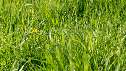 Green grass in the early morning, spring