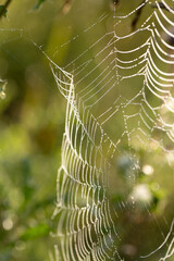 Web in the grass in the early morning, droplets of murals
