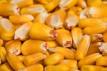 Closeup of corn kernels. Agriculture trade, farming, and corn biofuel concept.