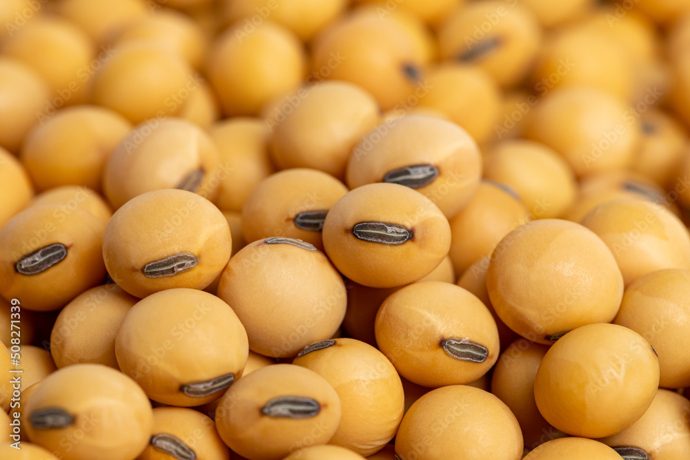 Wall mural Closeup of soybean seeds. Agriculture trade, farming, and soy biofuel concept.