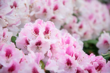 Pink rhododendron flowers in spring park