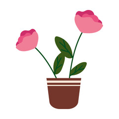 roses on pot