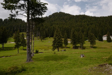 Tall tree trunck in foreground