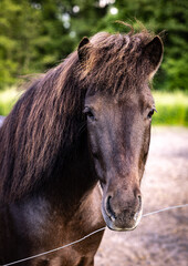 Fototapeta premium Islandpferd 