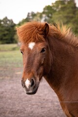 Fototapeta premium Islandpferd 