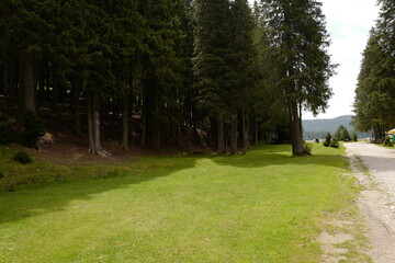 green grass patch picnic area with donkey in far background