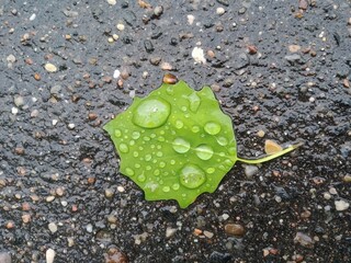 Green leaf with raindrops. View from above. The concept of rainy weather, the end of summer, the...