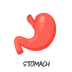 Vector human stomach illustration