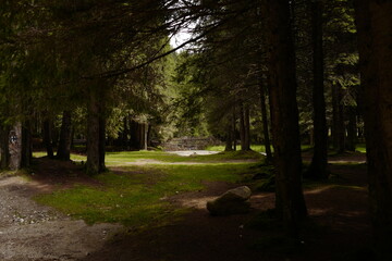 multiple fallen trees bridge in distance