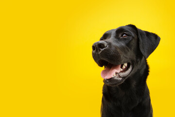 Portrait happy black labrador retriever looking away. Isolated on yellow background - obrazy, fototapety, plakaty