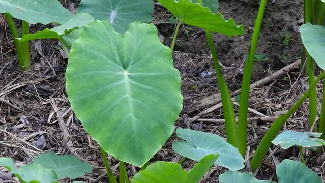 Colocasia esculenta is a tropical plant grown primarily for edible corms,a root vegetable most commonly known as taro, kalo, dasheen or godere.Used as vegetables for their corms, leaves, and petioles.