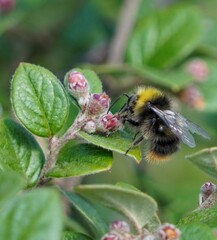 bumblebee on a flower
