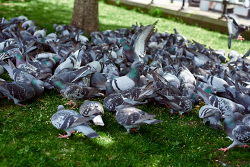A flock of pigeons in the park. Feeding pigeons. Pigeons peck on the lawn.