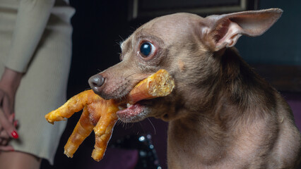 Russian toy terrier reach for food and holds chicken feet in his teeth. Natural delicacy dog food.