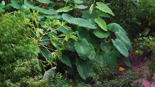 Colocasia esculenta is a tropical plant grown primarily for edible corms,a root vegetable most commonly known as taro, kalo, dasheen or godere.Used as vegetables for their corms, leaves, and petioles.