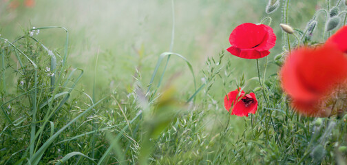 Czerwony kwiat maku na rozświetlonej promieniami łące. Naturalne tło w nieostrości zielona łąka. Bokeh. Tapeta, obraz.. 
