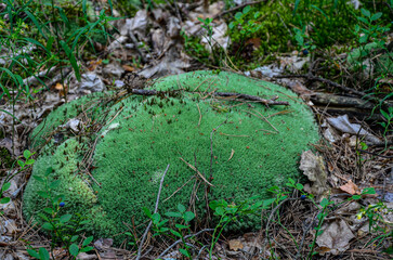 Pincushion moss Leucobryum glaucum grows at the rocks.