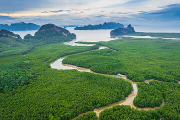 The abundance of mangrove forests  at Phang Nga Bay, Thailand.