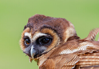 Brown Tree Owl
