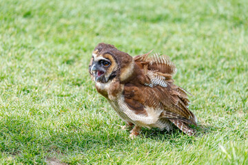 Brown Tree Owl