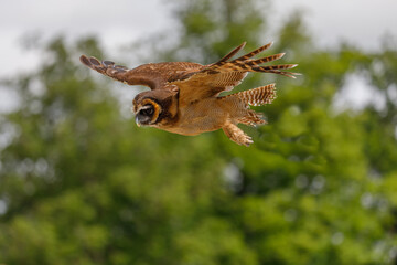 Brown Tree Owl