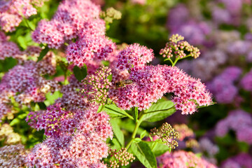 Pink and purple wildflowers Spiraea japonica meadowsweet at dawn in warm sunlight, macro photo, selective focus on bee and flowers