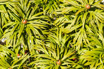 Fresh juicy foliage with swollen buds of a perennial tall peony plant or marin root.