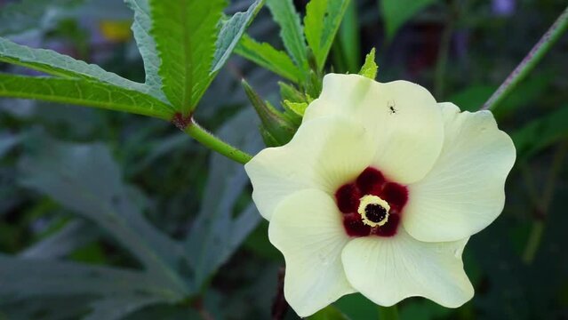 A closeup shot of Okra (Abelmoschus esculentusflower) blooming in the Indian garden. Okra flowers usually bloom for less than a day before dropping off the plant.
