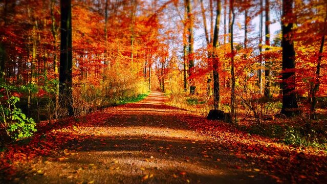 Beautiful road autumn forest, 4k. Nature background