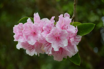 Irland_Rhododendren