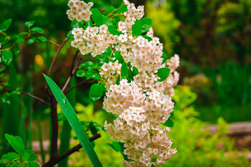 white small flowers with a yellow center.