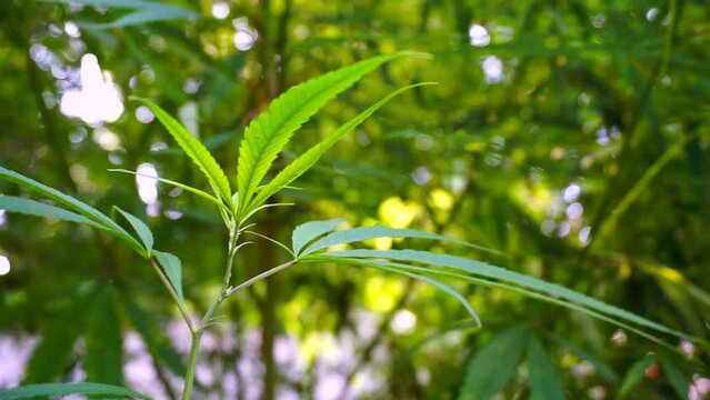A close up shot of cannabis leaves and bud in Uttarakhand state of India.