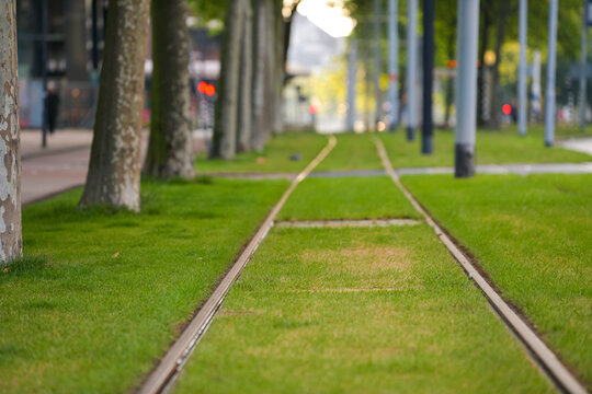 Green Public Transportation In Rotterdam. Tram Or Train Line With Green Grass Planted Between Them, A Way To Reduce Pollution.